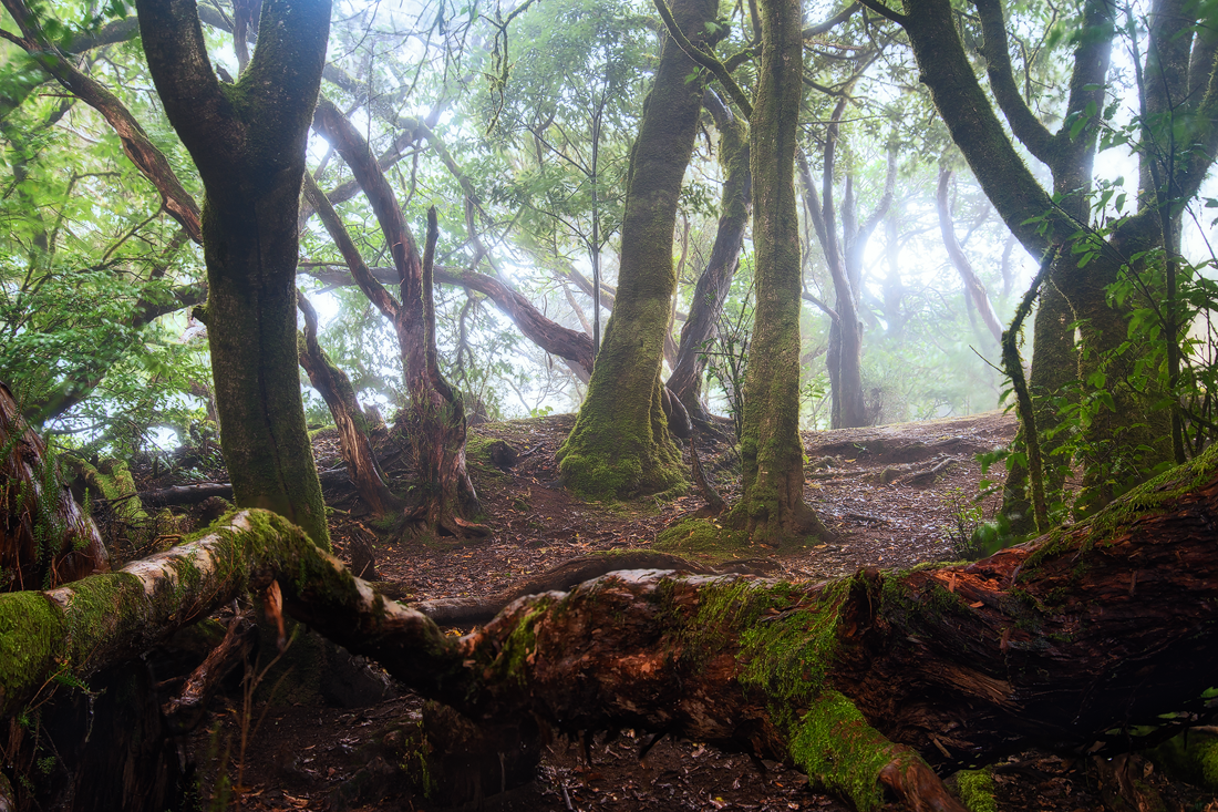 Anaga tenerife islas canarias canary island espana spain fog forest laurel