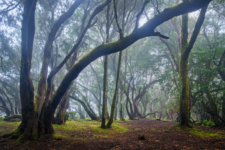 Anaga tenerife islas canarias canary island espana spain fog forest laurel
