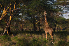 A Giraffe having a meal