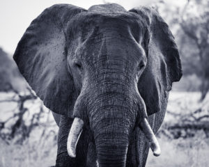 zambia elephant south luangwa