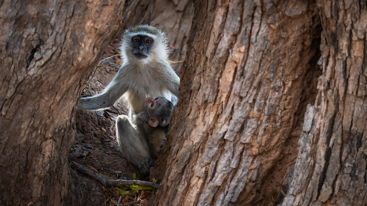 monkey south luangwa zambia