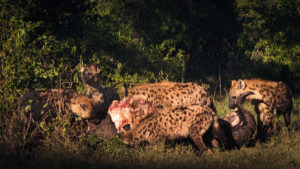 Hyaenas feasting on a Bull