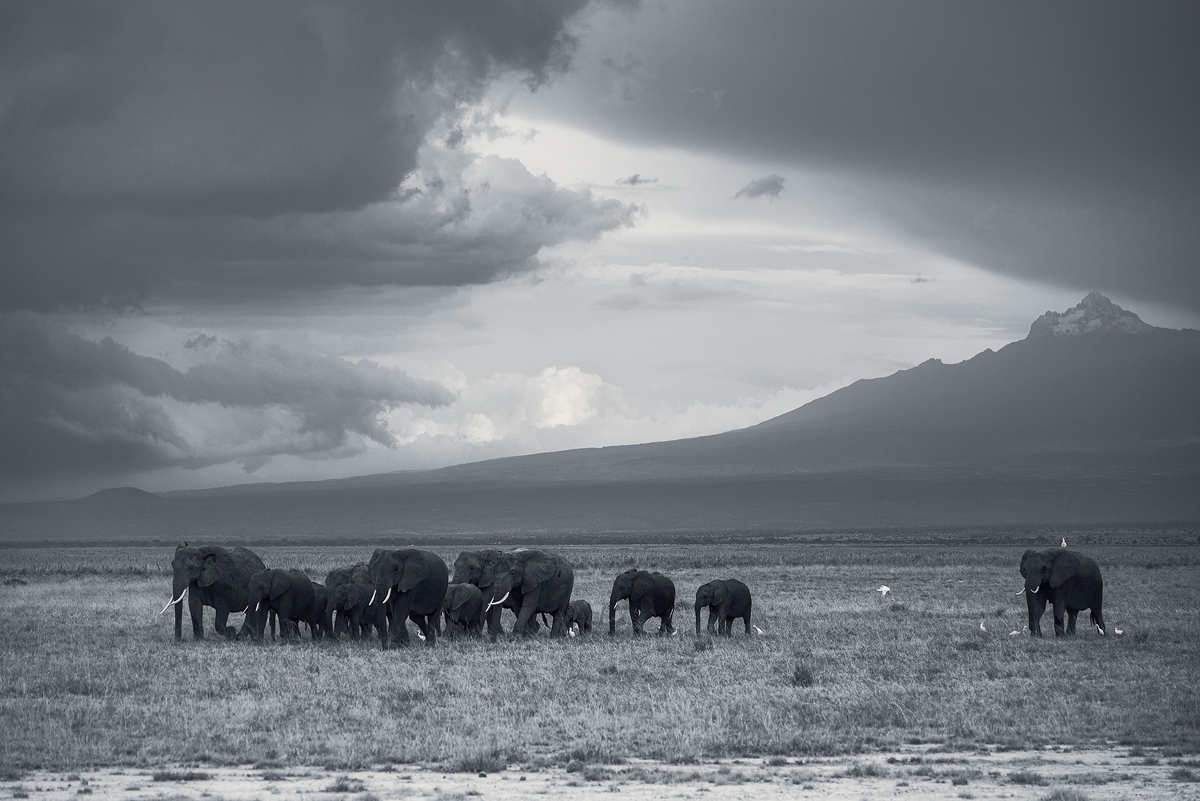 Herd Kilimanjaro Kenya